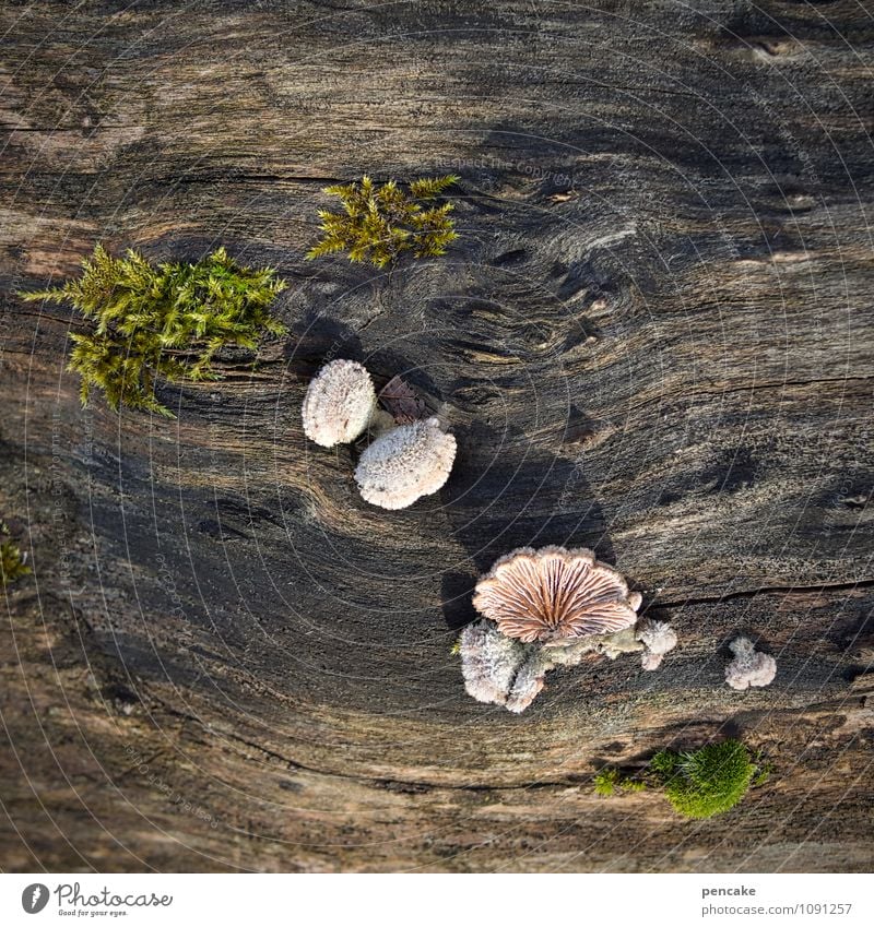 alles an deck! Natur Urelemente Frühling Pflanze Baum Zeichen Entschlossenheit Leben Lebensfreude Überleben Überraschung Pilz Baumstamm Moos Maserung