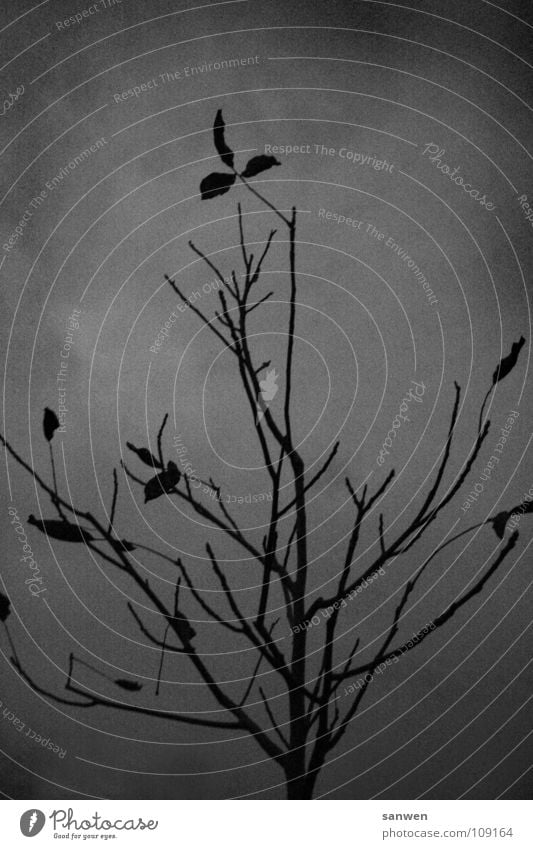 singendes, klingendes bäumchen Baum Dämmerung schlechtes Wetter grau Herbst Blatt dunkel kalt Einsamkeit Trauer Schwarzweißfoto Abend Wolken herbstlich Ast