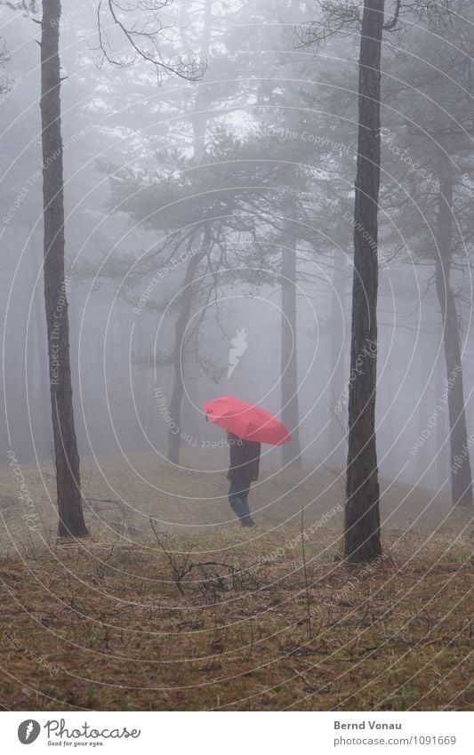 |,| Mensch Kind Mädchen Kindheit 1 8-13 Jahre Umwelt Natur Pflanze Gefühle Stimmung rot Regenschirm Spaziergang gehen Baumstamm Kiefer Wald Gras Nebel verträumt