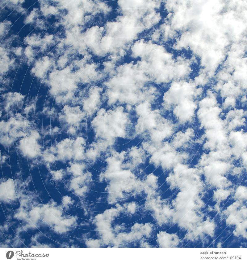 Unentschlossenheit. weiß Wolken verteilt Altokumulus floccus Horizont himmlisch Zukunft Gedanke Sommer Physik rollen Herbst blau Himmel Wetter Blauer Himmel