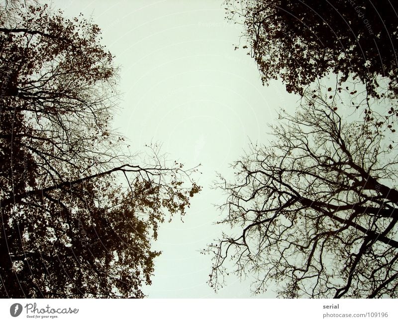 crown Baum Blatt Herbst kalt dunkel schlechtes Wetter grau verzweigt Baumkrone schwarz Ast blau Himmel Detailaufnahme oben