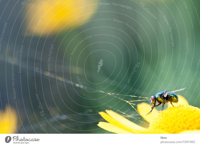 spinnefeind Fliege Spinnennetz Sommer Blüte Blühend Blume warten Natur Insekt