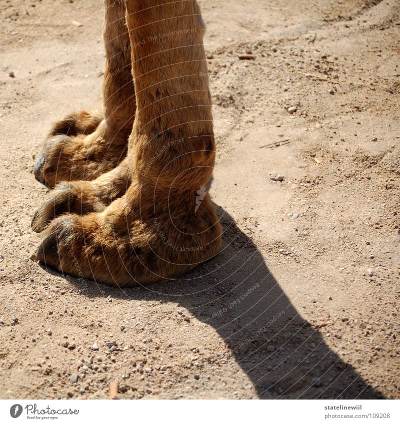 Alf lang dünn Krallen Fell braun beige Physik steinig Sand Kamel Afrika Dromedar außerirdisch Schuhsohle obskur Säugetier Beine Fuß erstaunt Wärme Afrikaner