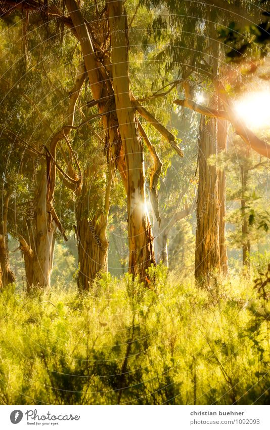 Wald Landschaft Sonne Sonnenaufgang Sonnenuntergang Sonnenlicht Sommer Baum Sträucher Moos Farn Grünpflanze Stimmung Glück Zufriedenheit Lebensfreude