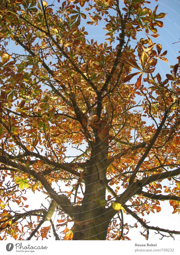 Baum von unten Herbst Blatt Wetzlar Jahreszeiten Ast Natur