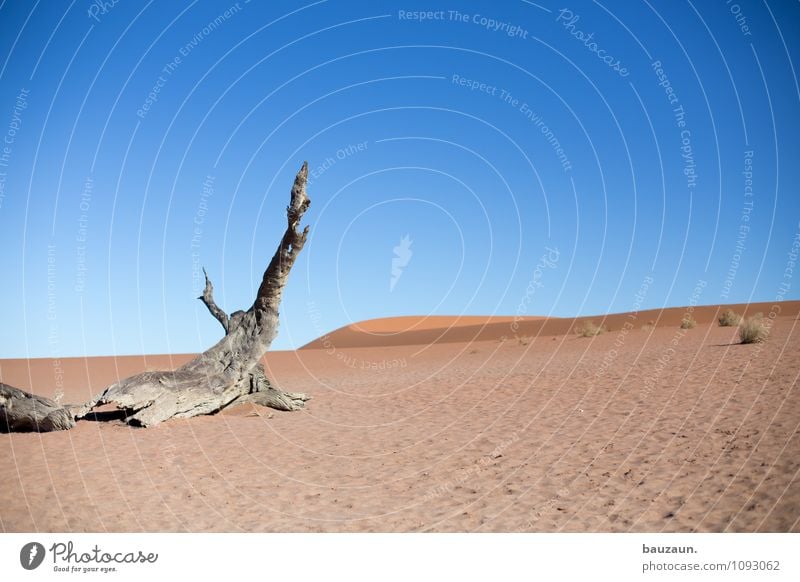 das ende. Ferien & Urlaub & Reisen Tourismus Abenteuer Ferne Freiheit Sightseeing Sommer Sonne Urelemente Erde Sand Wetter Schönes Wetter Baum Wüste Namibia