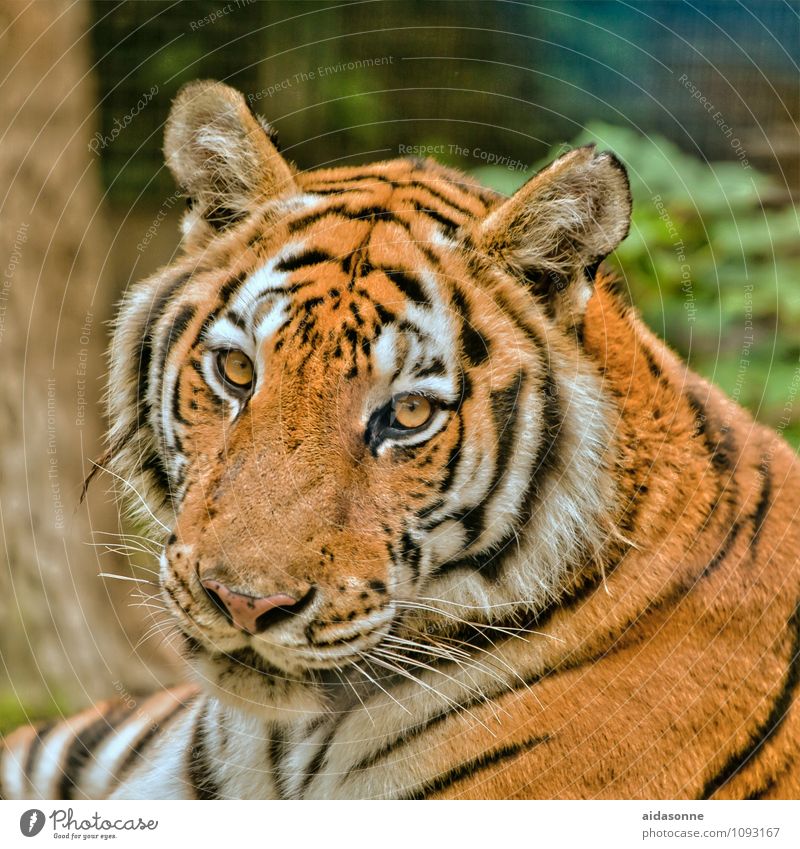 Tiger Tier Wildtier Katze Tiergesicht Fell 1 Coolness Raubkatze ruhig Farbfoto Außenaufnahme Menschenleer Tag Porträt Blick in die Kamera Blick nach vorn