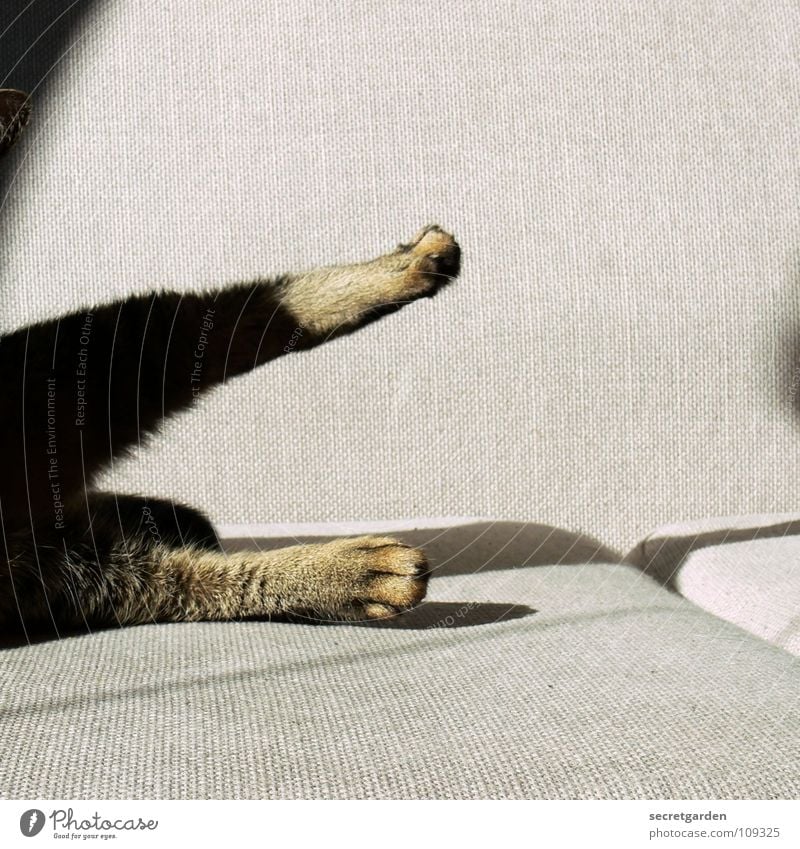 Katzengymnastik Sofa Tier Krallen Katzenpfote Pfote Erholung Reinigen lutschen ausgestreckt hängen gestreift Stoff Physik kuschlig grau gemütlich lümmeln