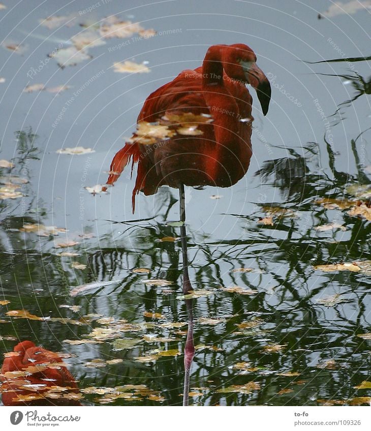 Flamingo Spiegel Tier Vogel Zoo Herbst Teich Wasser