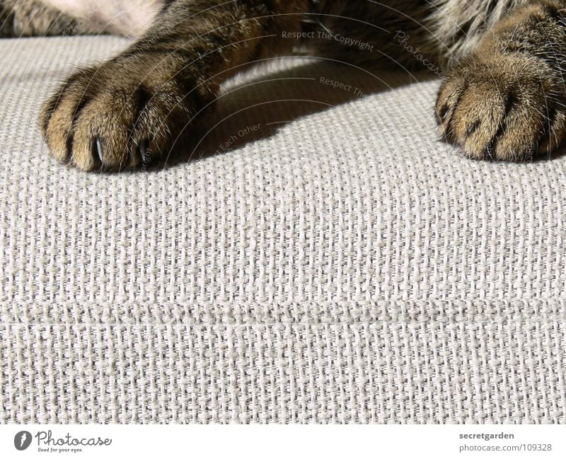 noch eine pfotenmaniküre? Sofa Katze Tier Krallen Katzenpfote Pfote Erholung ausgestreckt hängen gestreift Stoff Physik kuschlig grau gemütlich lümmeln