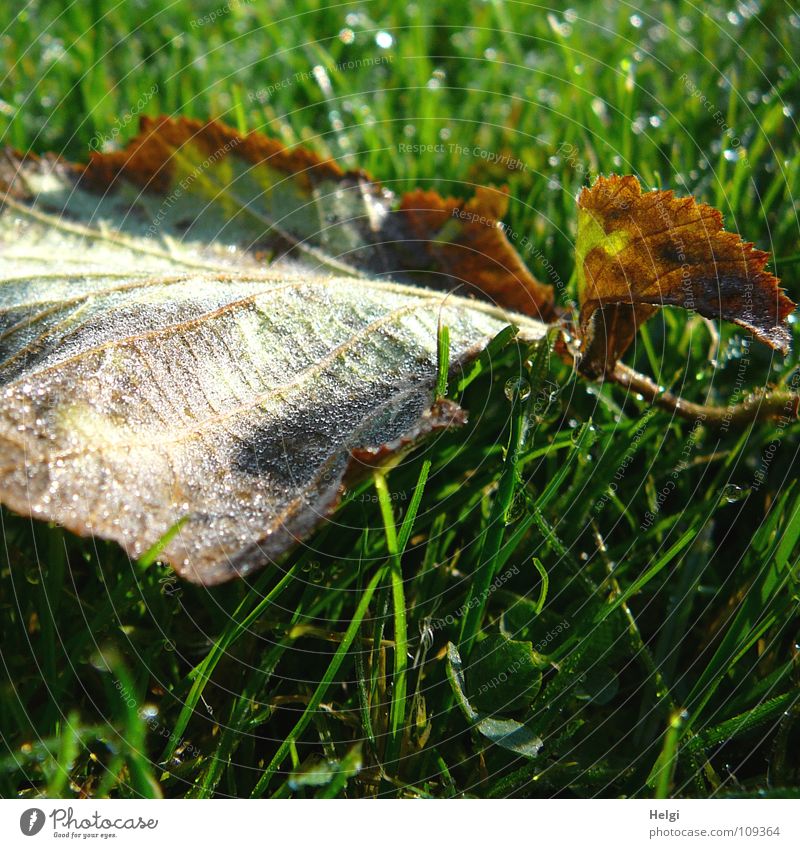 feucht und kalt... Herbst Herbstlaub Blatt fallen mehrfarbig nass Morgen Tau Stengel Gefäße Gras Wiese Halm erleuchten schimmern Klee Kleeblatt grün braun weiß