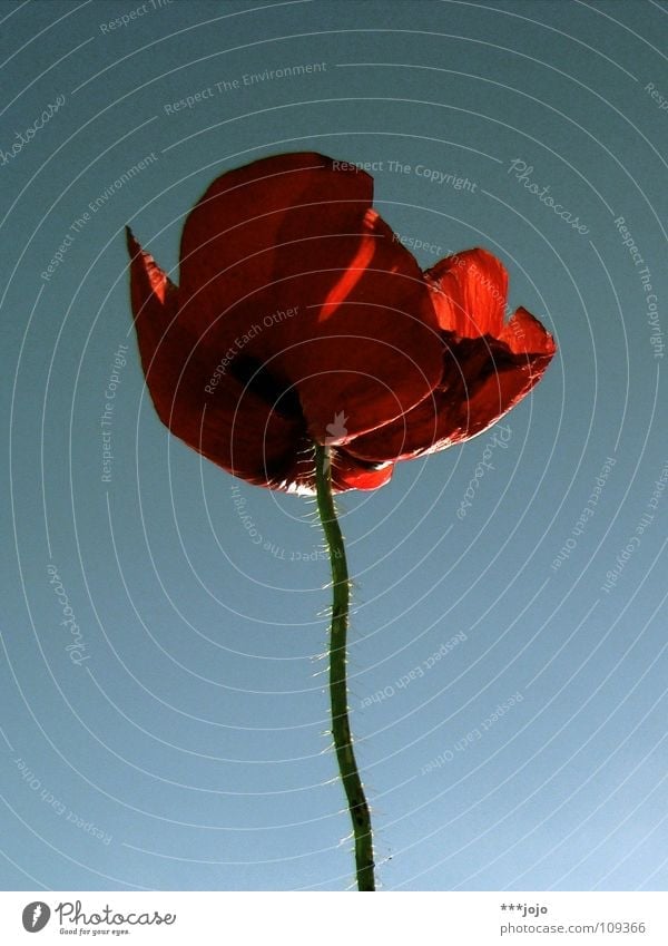 mohnoton. Mohn Sommer Blume Blüte rot Mai Wegrand Feld Straßenrand Frühling Klatschmohn Wiese Gegenlicht Physik Wachstum schön Pflanze blau Blühend Garten Wärme