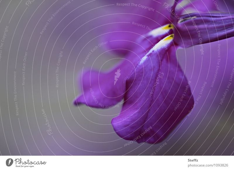 Duftveilchen in Schottland Veilchen schottische Natur nordische Natur schottischer Sommer lila Blume Sommer in Schottland nordische Romantik lila Blüte Viola