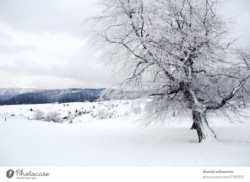 Weihnachtskarte 9 Baum Winter Schwarzwald weiß Tiefschnee wandern Freizeit & Hobby Ferien & Urlaub & Reisen Hintergrundbild Schneelandschaft Horizont Einsamkeit