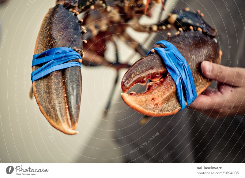 Frischer lebender Hummer Lebensmittel Meeresfrüchte Ernährung Bioprodukte Mann Erwachsene Hand Tier Wildtier Schere 1 frisch groß lecker natürlich schön blau