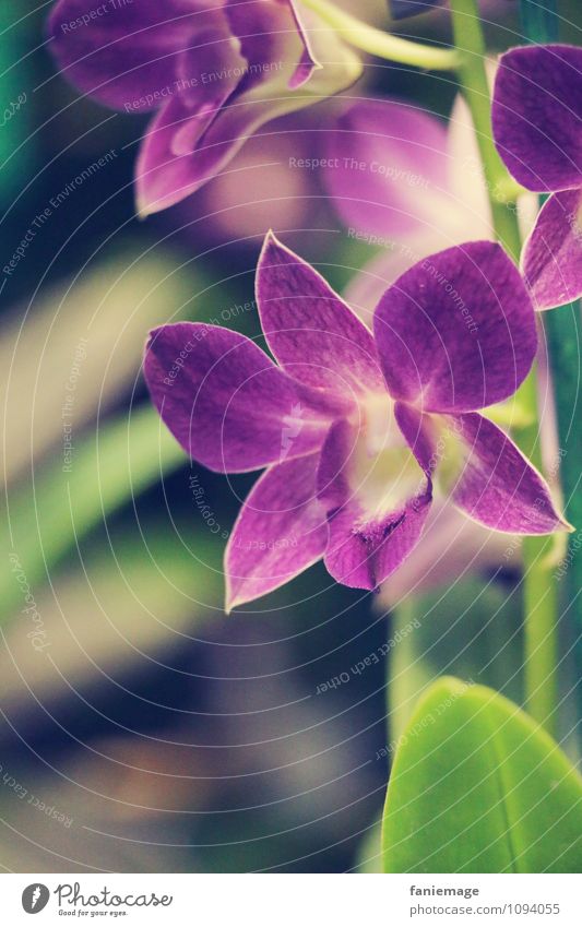 lila Natur Pflanze Sommer Blume Orchidee Blatt Blüte exotisch Dekoration & Verzierung schön violett Blütenpflanze Blütenkelch grün Stengel Gedeckte Farben