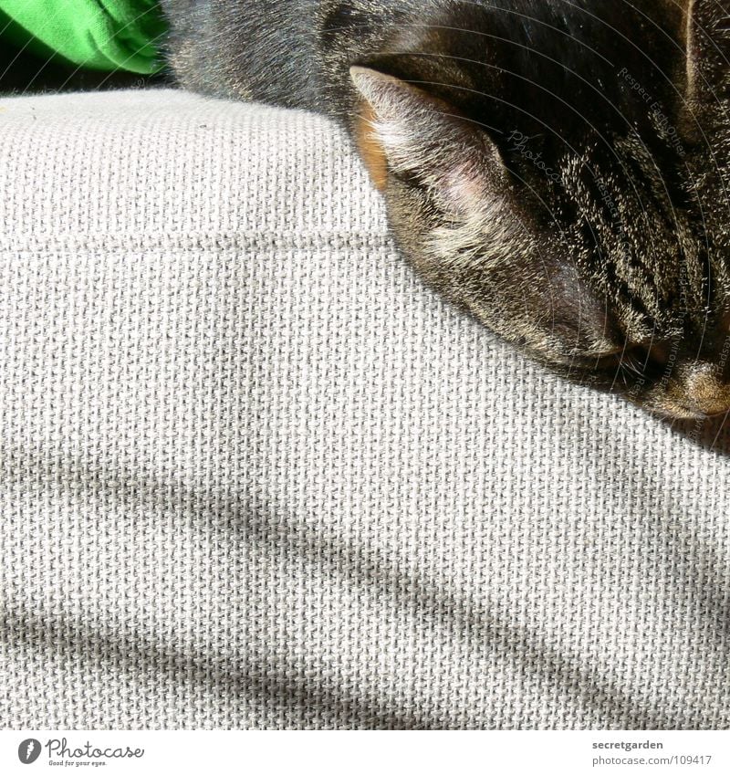 kleiner durchhänger Sofa Katze Tier Erholung ausgestreckt hängen gestreift Stoff Physik kuschlig grau gemütlich lümmeln Fernsehen Material Wohnzimmer Möbel
