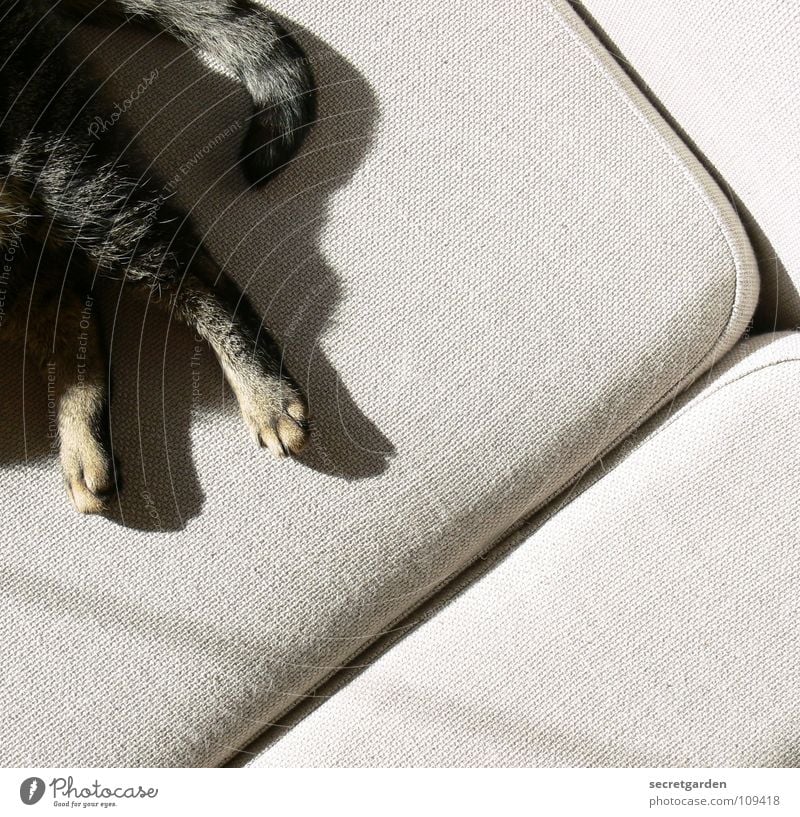 freies eckchen auf dem sofa Sofa Katze Tier Krallen Katzenpfote Pfote Schwanz Erholung ausgestreckt hängen gestreift Stoff Physik kuschlig grau gemütlich