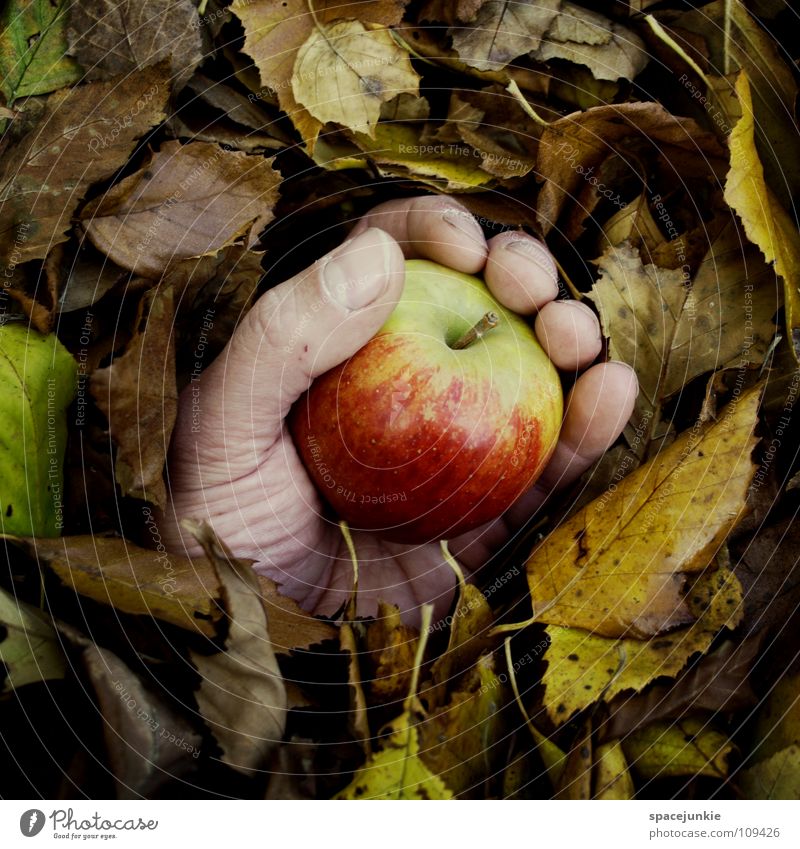 Späternte Blatt Herbst Hand Jahreszeiten Baum Wald skurril Herbstlaub Herbstfärbung Freude Apfel Frucht fangen festhalten Ernte herbstlich