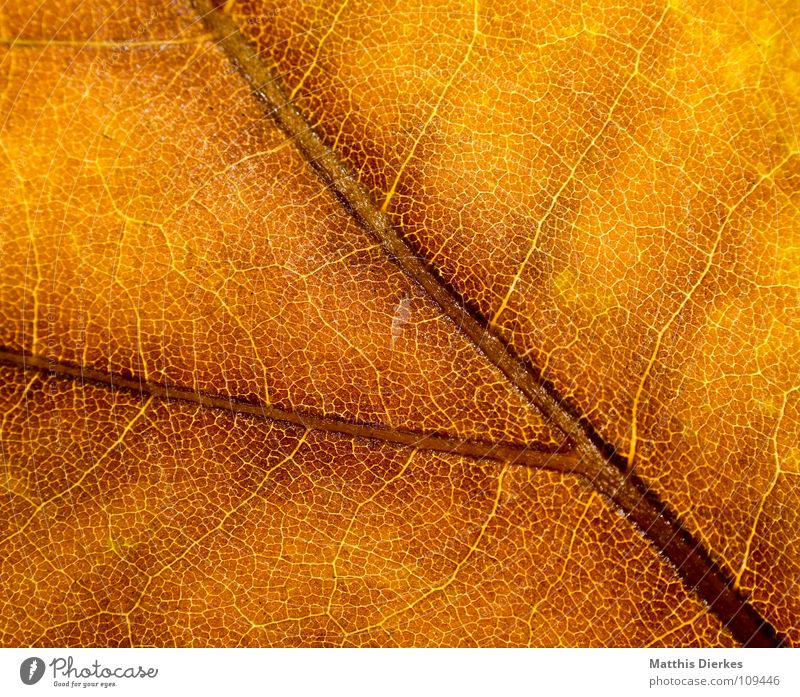 DER HERBST II Herbst herbstlich Herbstlaub Herbstfärbung Blattadern gelb Makroaufnahme Bildausschnitt Hintergrundbild