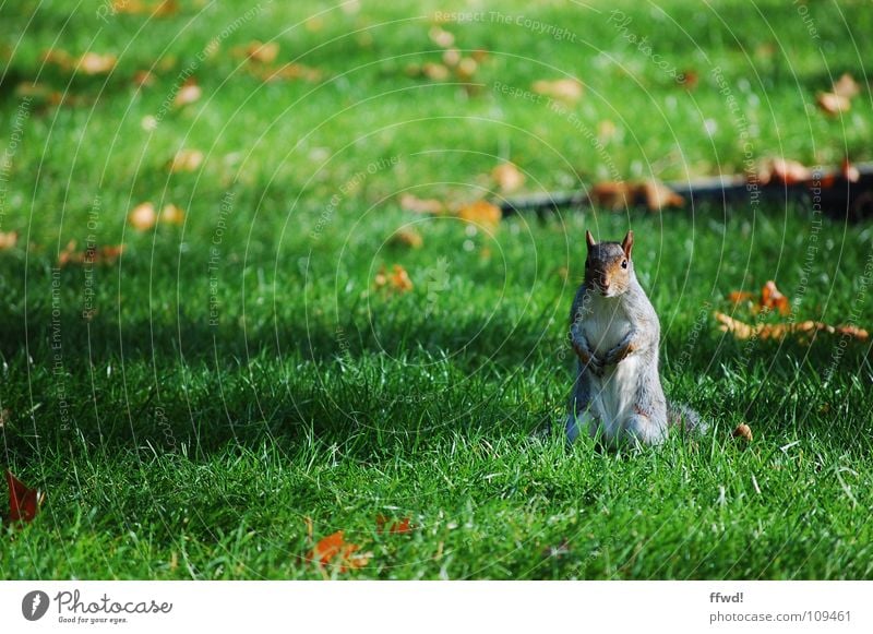 kleiner Racker Eichhörnchen Park Wiese Herbst Blatt Baum süß niedlich Tier Nagetiere Neugier Wachsamkeit Säugetier Garten squirrel Ast Männchen machen