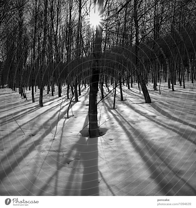 stillgestanden Natur Landschaft Urelemente Winter Schönes Wetter Eis Frost Schnee Wald ästhetisch Partnerschaft Einsamkeit Idylle Schattenspiel ruhig stehen