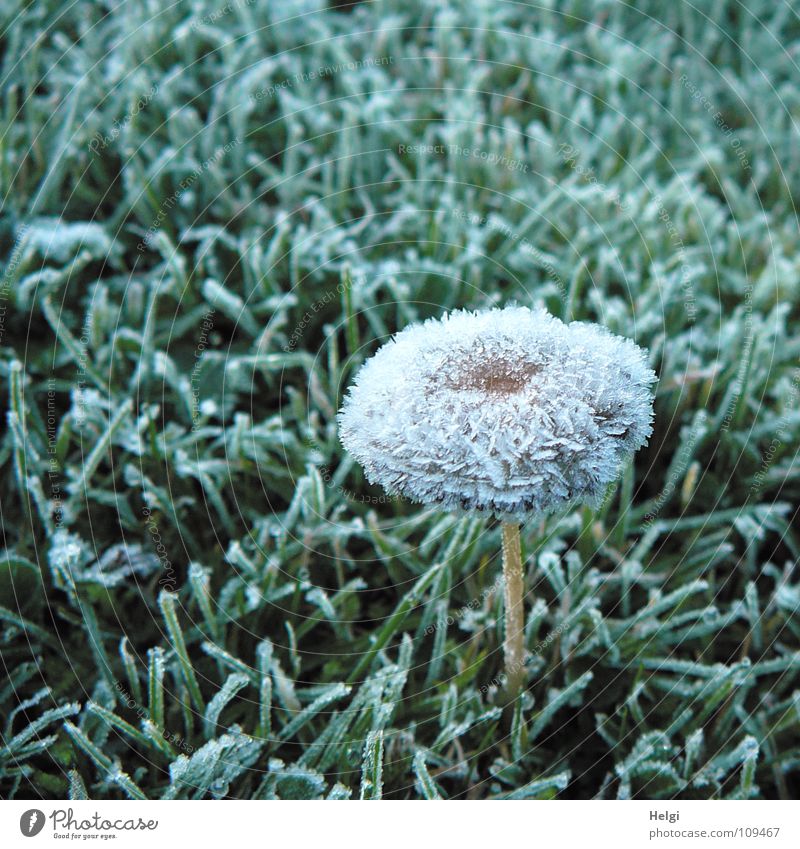 schockgefrostet.... Herbst Winter gefroren Raureif Eiskristall Baseballmütze Stengel Wiese Gras vertikal stehen kalt frieren schimmern Morgen grün braun weiß