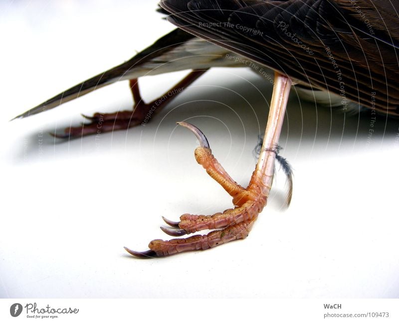 Krähenfüße Vogel Krallen liegen Unendlichkeit Flaum Hinterbein Zugvogel Feder Schwanzfedern Farbfoto Studioaufnahme Tag Kunstlicht Hinterteil