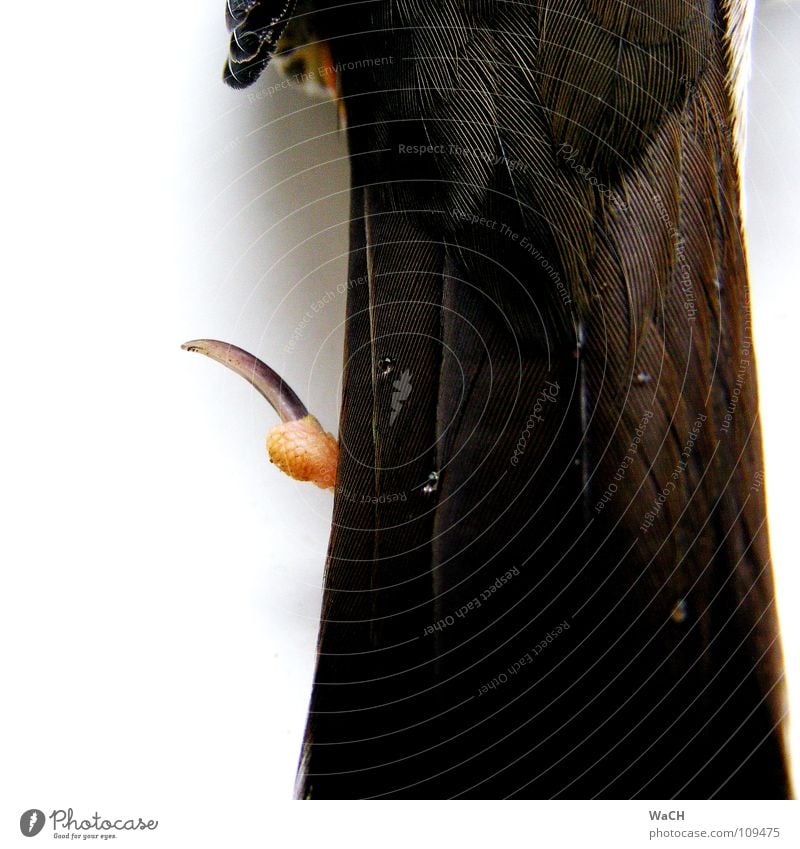 Wassertropfen auf des Schwanzes Federn Vogel Krallen Tropfen liegen Unendlichkeit Krähe Hinterbein Zugvogel Schwanzfedern Farbfoto Studioaufnahme Tag Kunstlicht