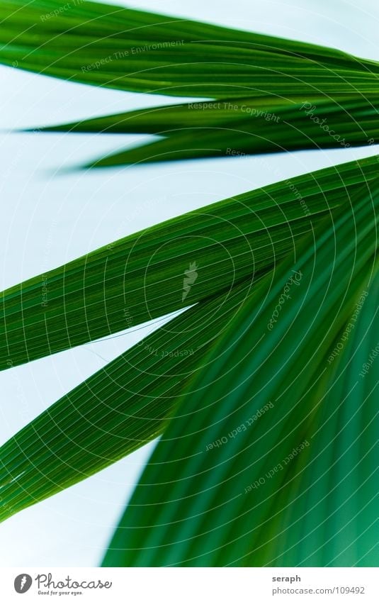 Cocos nucifera Kokospalme Palmenwedel Biegung Blattadern Blattgrün Palmsonntag Kokosnuss Dekoration & Verzierung Pflanze Strukturen & Formen gekrümmt Linie