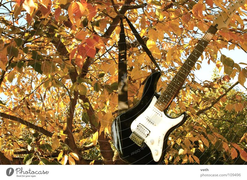 Chillen im Baum Herbst Blatt ruhig Erholung Konzert Musik Rockmusik Gitarre