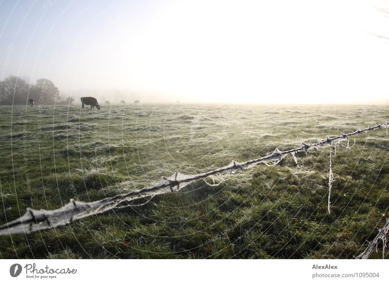 eingezäunt Umwelt Landschaft Pflanze Tier Schönes Wetter Nebel Baum Gras Wiese Feld Weide Nutztier Kuh Rind Rinderhaltung Stacheldrahtzaun Spinnennetz Tau