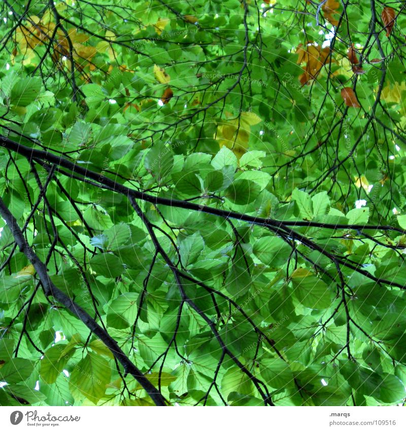Impermeable Blatt grün hellgrün Wald geschlossen Wachstum saftig Kraft Baum Photosynthese Pflanze Botanik Unterholz Holzmehl Natur Jahreszeiten Ast Zweig