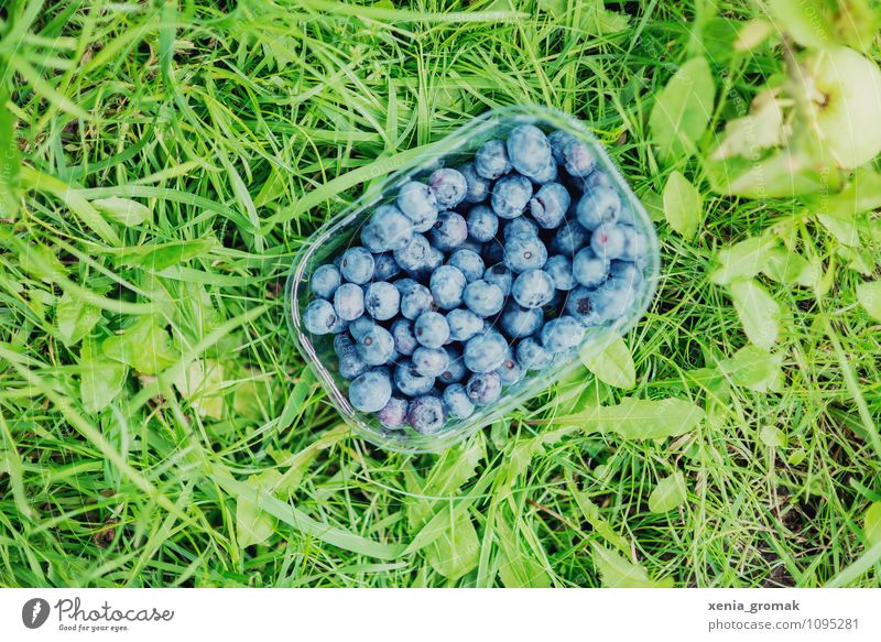 Blaubeeren Lebensmittel Frucht Ernährung Picknick Bioprodukte Vegetarische Ernährung Diät Schalen & Schüsseln Lifestyle Gesundheit Gesunde Ernährung sportlich
