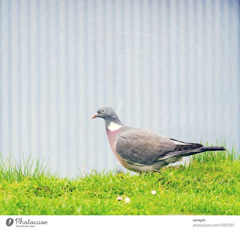 Taube dove Tier Vogel Feder Natur wild Wand Boden Blume Wiese railing Gras Porträt Blick Ornithologie Flügel plumage Lebewesen Rasen Schnabel sehr wenige