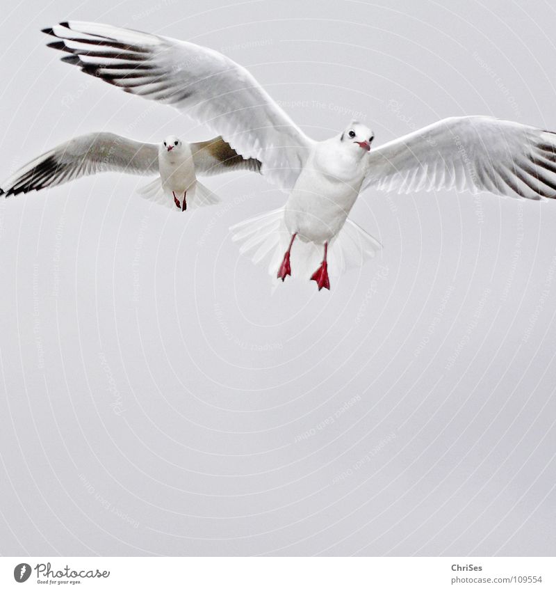 Doppelflieger : Silberkopfmöwe ( Larus novaehollandia ) Möwe Vogel Tier weiß grau schwarz Wolken Federvieh See Meer Cuxhaven Herbst Himmel Silver Gull