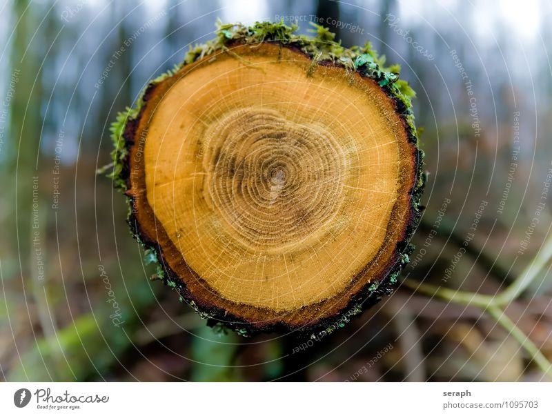 Jahresringe Wald Holz Rüssel Eiche Ring hacken organisch Baum Kruste Baumrinde Brennholz Forstwirtschaft Strukturen & Formen Oberfläche Kreis alt Zeit Lamelle