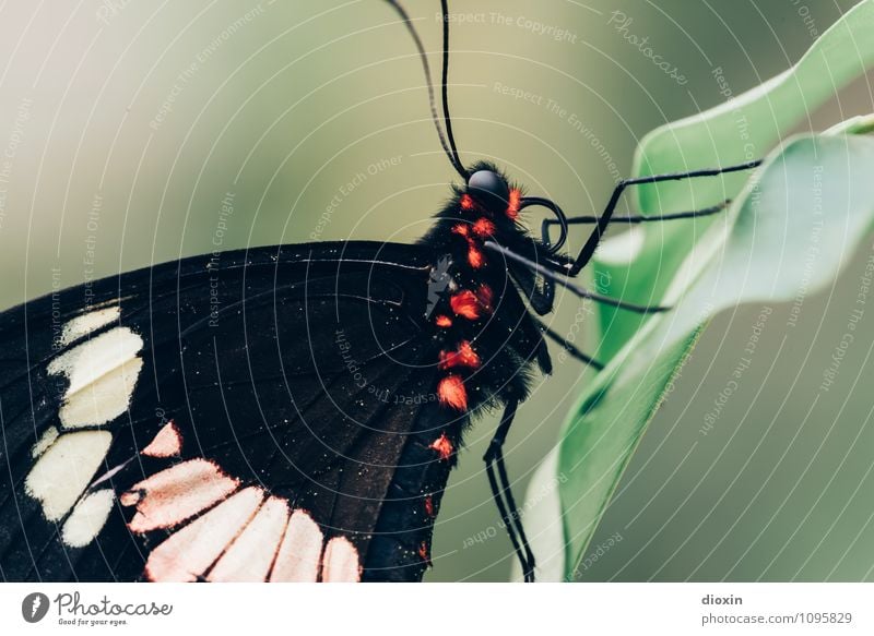 Pelztier Pflanze Blatt Urwald Tier Wildtier Schmetterling Flügel Fell Facettenauge Fühler Insekt 1 sitzen exotisch kuschlig klein nah natürlich Natur leicht