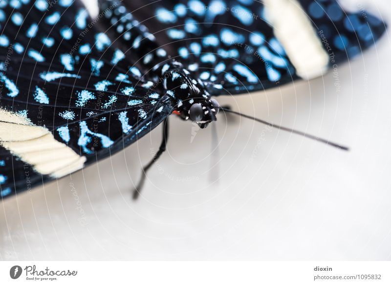Schmetterling mit Textfreiraum Umwelt Tier Flügel Insekt 1 sitzen exotisch klein natürlich blau schwarz weiß Natur Farbfoto Innenaufnahme Menschenleer