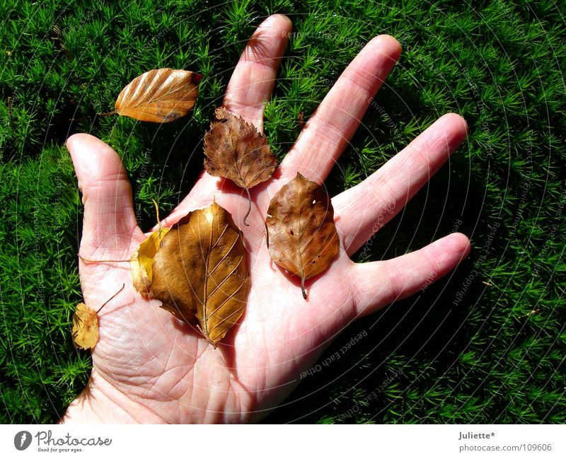 Herbstfeeling Hand Gras Blatt berühren Gefühle grün braun runtergefallen Vergänglichkeit fünf Finger