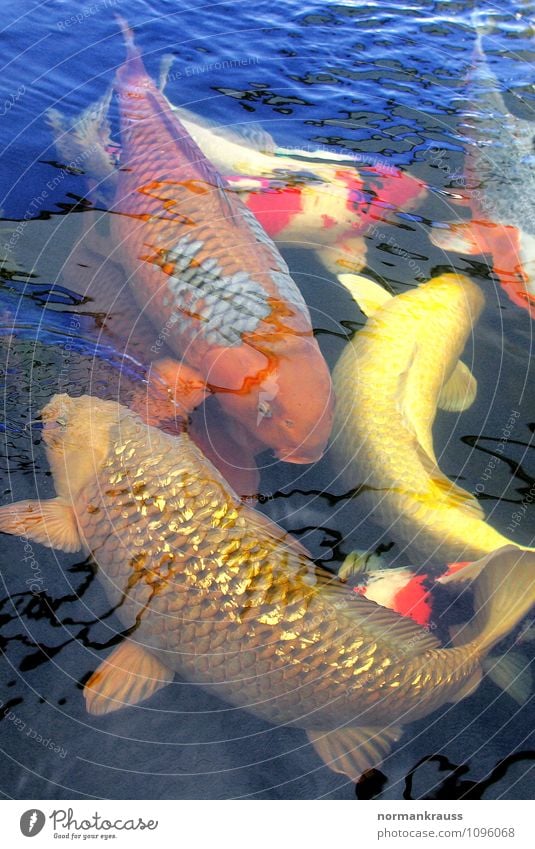 Kois Tier Haustier Fisch Schuppen Tiergruppe Schwimmen & Baden exotisch nass Gartenteich Wasser Teich mehrfarbig Farbfoto Außenaufnahme Textfreiraum oben Tag