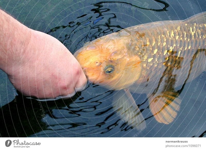 Koi Tier Haustier Fisch Schuppen 1 Fressen füttern Schwimmen & Baden nass Teich Gartenteich Wasser Hand Farbfoto Außenaufnahme Textfreiraum oben