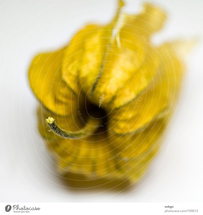 Kapstachelbeere Physalis gelb Trockenblume Vitamin Gesundheit Stengel Frucht orange Beeren Nahaufnahme Makroaufnahme