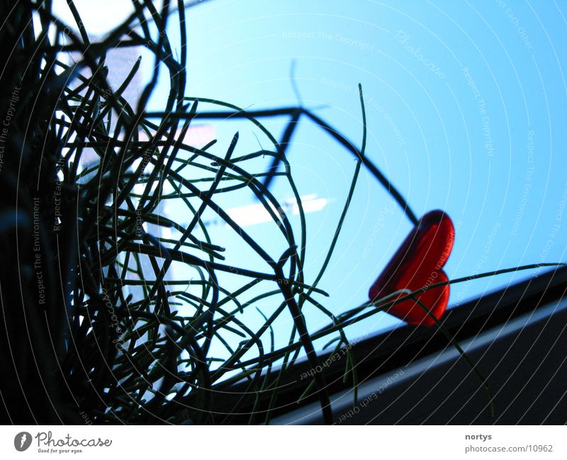 Blick aus dem Blumentopf Gras Aluminium grün rot Stil Fototechnik Herz blau Himmel