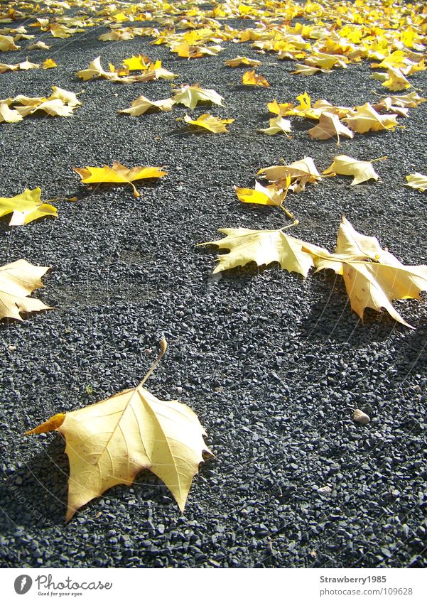 Die Gefallenen Herbst Blatt gelb Platane Kontrast gold Jahreszeiten Physik niedlich grau Schatten unten gefallen Stimmung ruhig Farbe Baum Versammlung strahlend