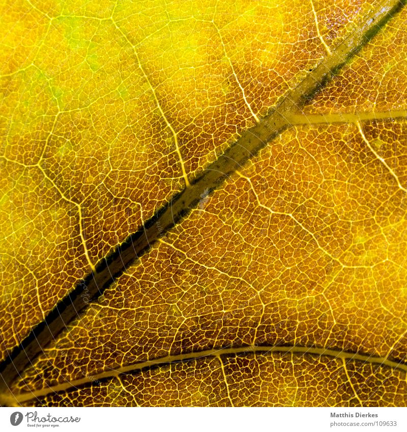 DER HERBST III Herbstlaub herbstlich Herbstfärbung Blattadern gelb Makroaufnahme Bildausschnitt Hintergrundbild