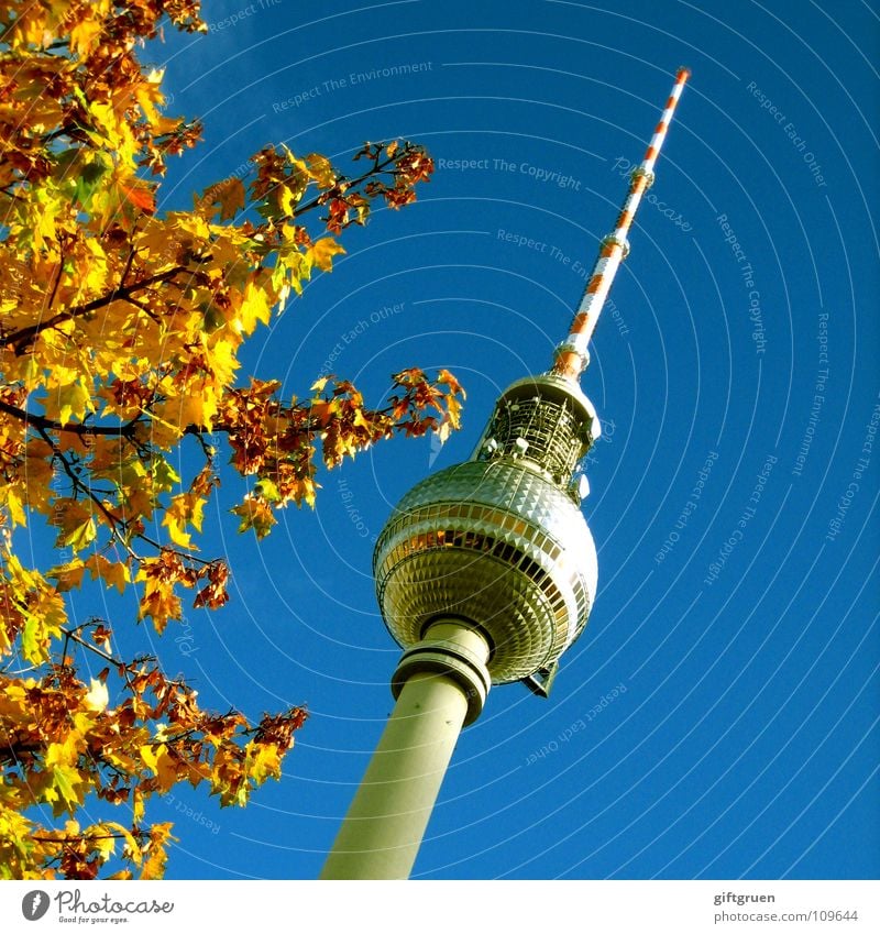 herbstliche höhendominante Alexanderplatz Berlin-Mitte Wahrzeichen Tourismus Kunst Sightseeing Herbst Baum Blatt Radio Fernsehen Himmel Denkmal