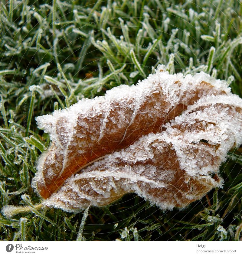 verwelktes braunes Blatt mit Eiskristallen liegt auf einer gefrorenen Wiese Herbst Winter frieren kalt Vergänglichkeit Gras Halm Morgen Raureif weiß grün Garten