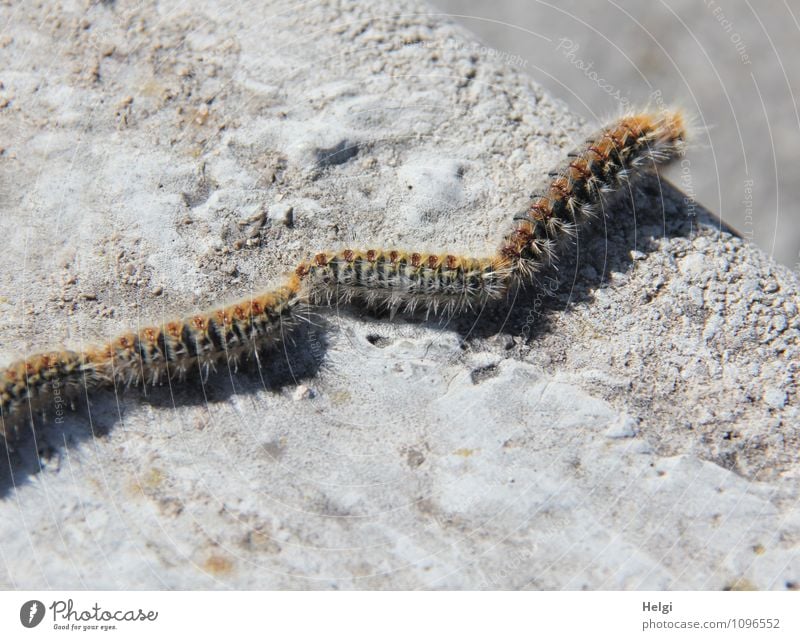 Pinien-Prozessionsspinnerraupen Straße Tier Wildtier Raupe Pflanzenschädlinge Motte 4 Tiergruppe krabbeln authentisch außergewöhnlich Zusammensein einzigartig