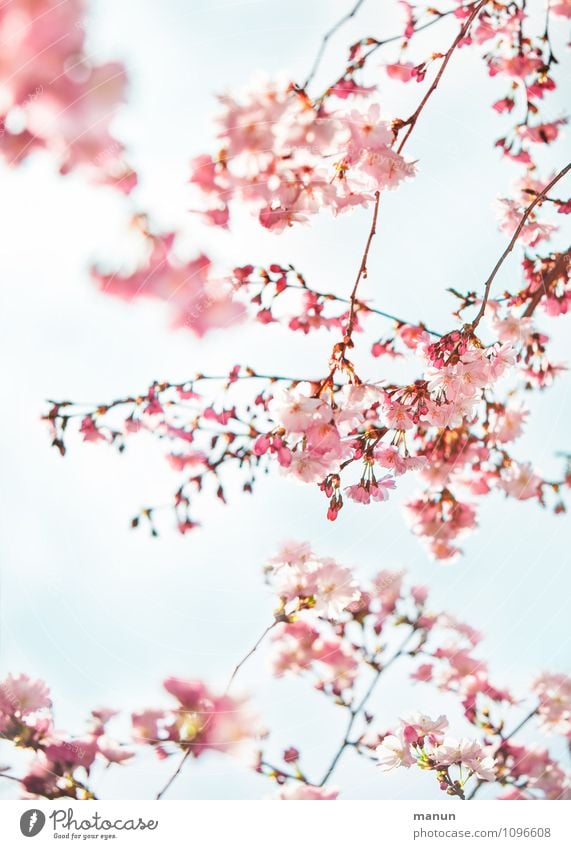 fruchtlos Natur Frühling Baum Blüte Kirschblüten Kirschbaum Fröhlichkeit frisch natürlich rosa türkis Frühlingsgefühle Farbfoto Außenaufnahme Tag Sonnenlicht